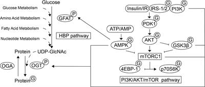 O-GlcNAcylation in Hyperglycemic Pregnancies: Impact on Placental Function